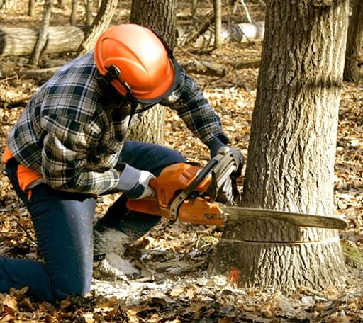 Tree Removal in Plainfield, PA